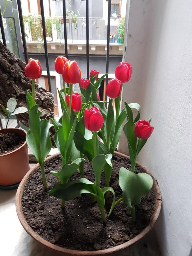 Bellini Apartment Catania-Fontanarossai nemzetközi repülőtér Kültér fotó